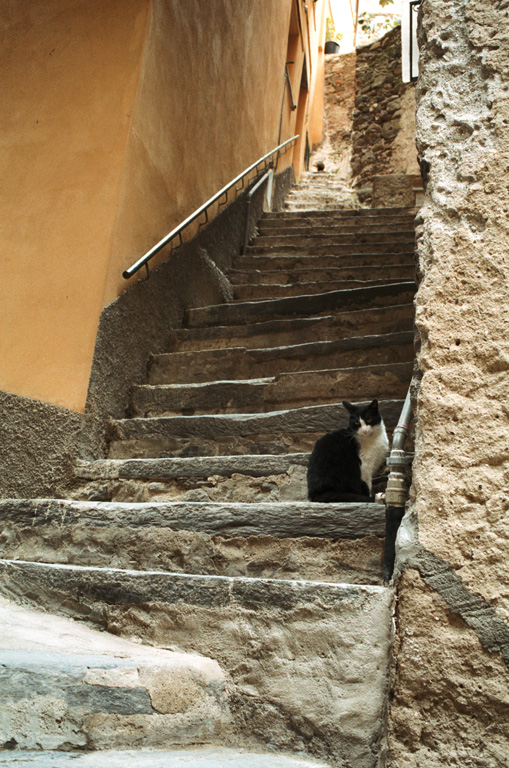 Gatti a Corniglia