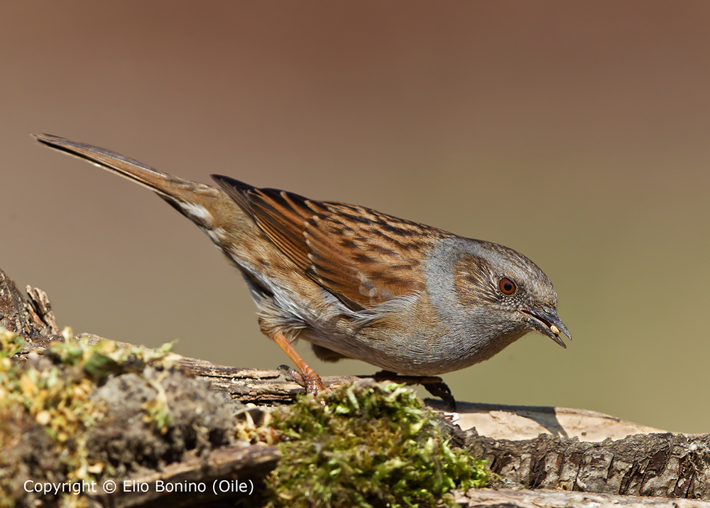Passera scopaiola (Prunella modularis)
