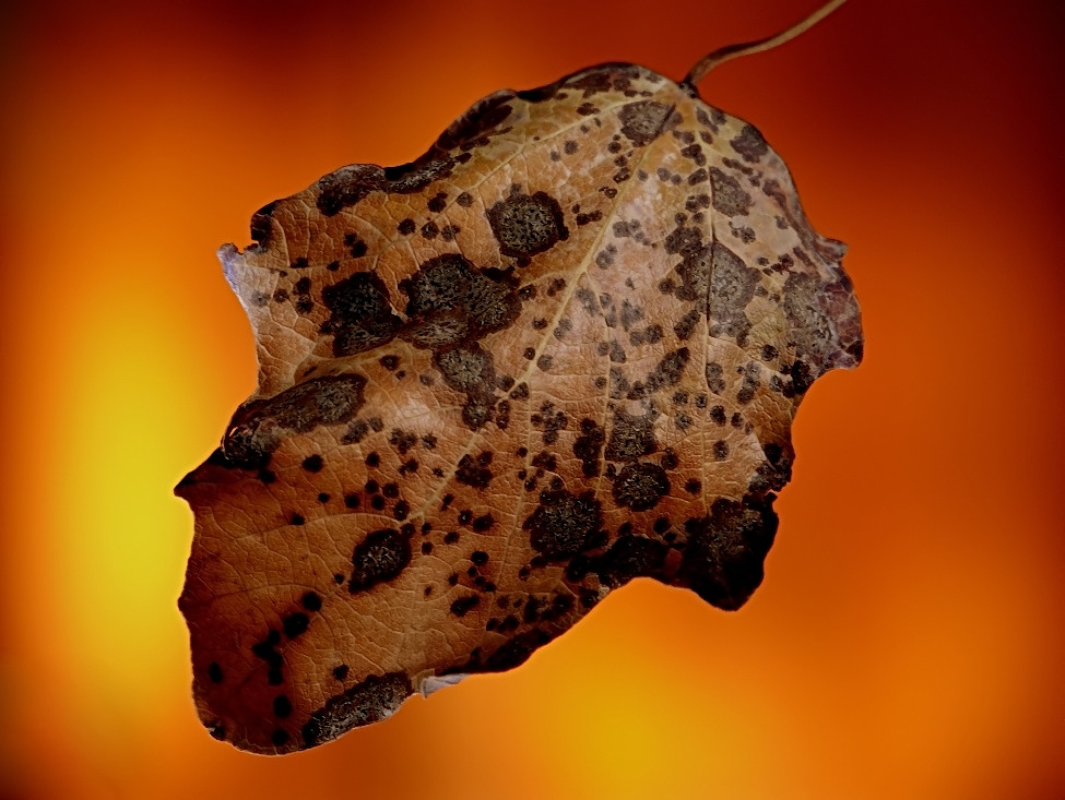 Autunno infuocato!!!!!