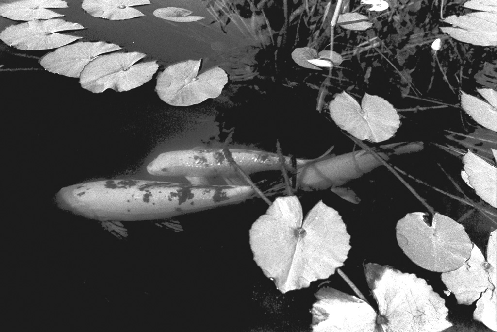 Missione San Juan Capistrano