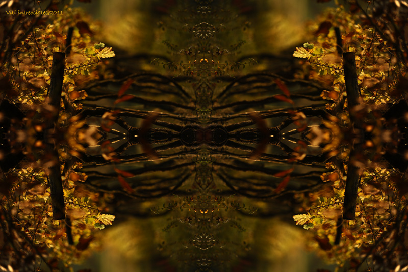 Viti intrecciate@2011jpg