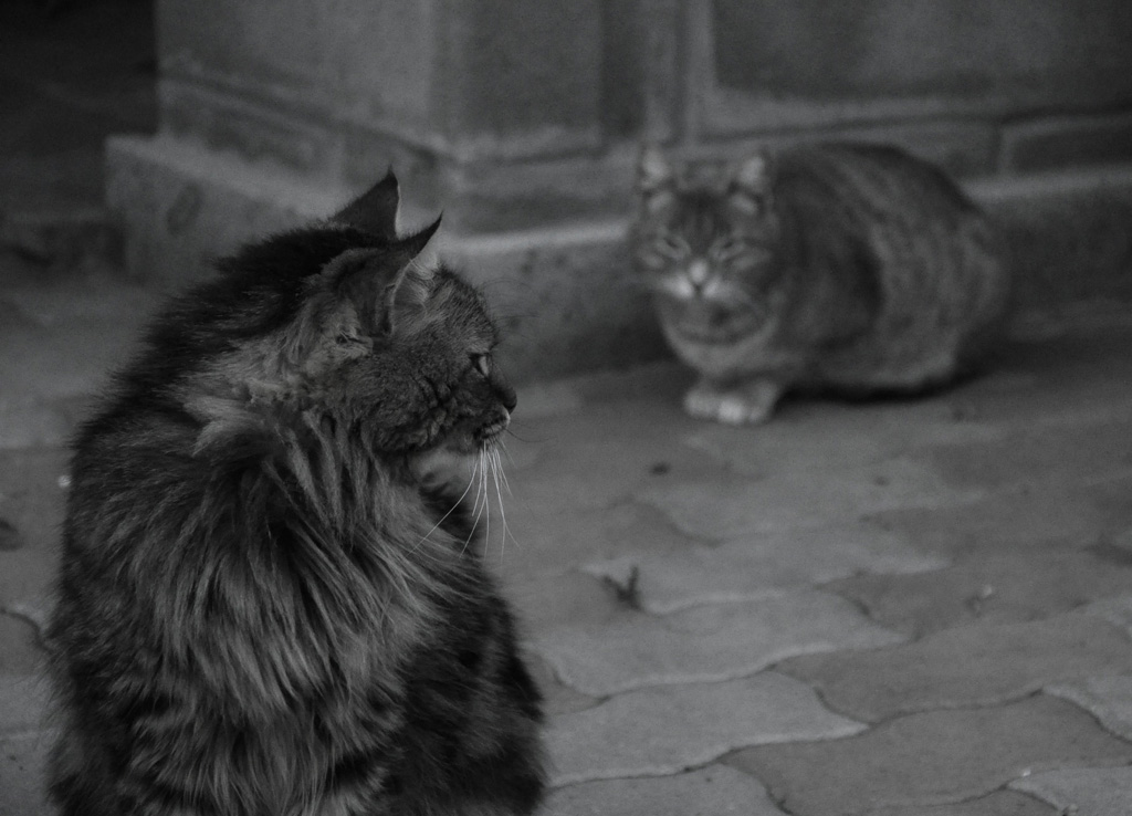 Cats