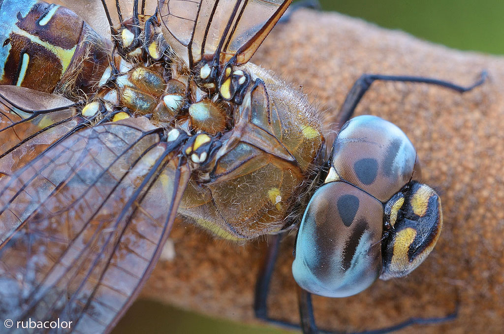 Il riposo del gigante alato 3