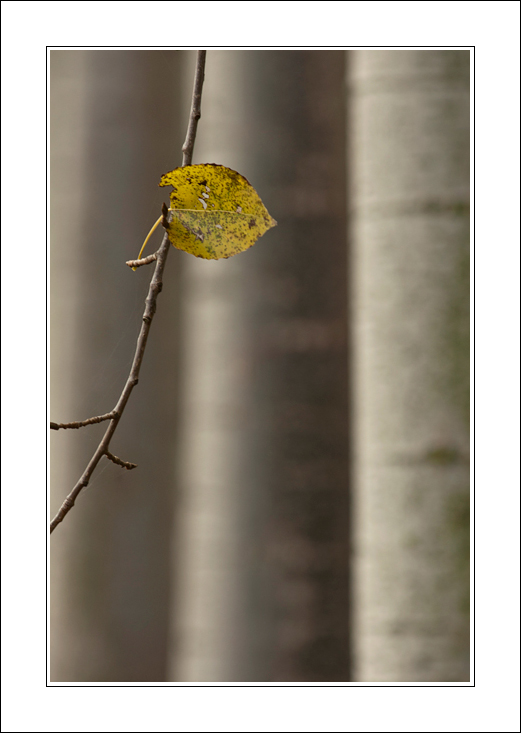 Di foglie un cader sospeso...
