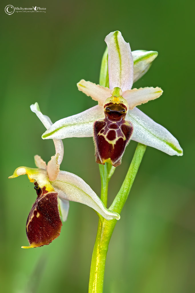 Ophrys exaltata