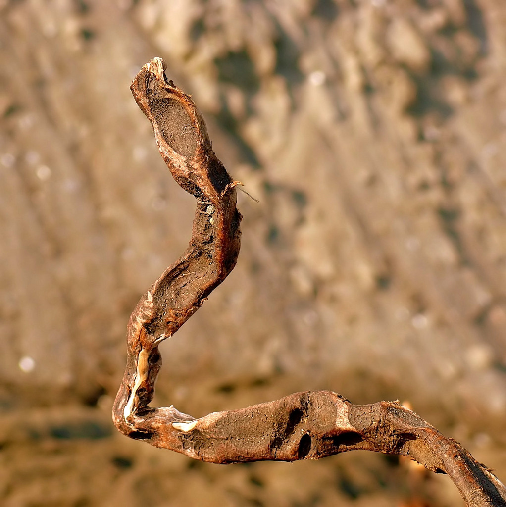 Serpente marino!!!!!