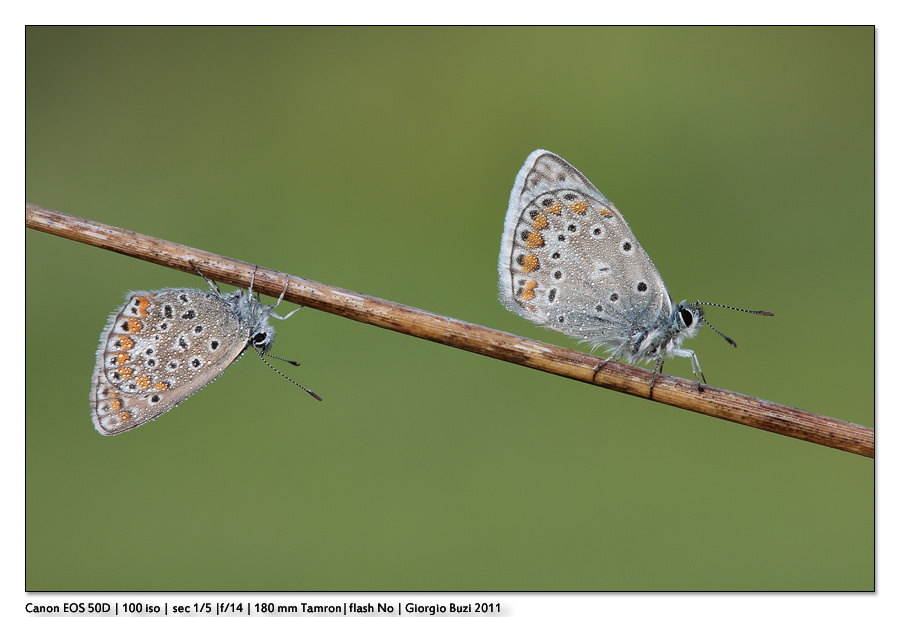 C'� che scende a testa alta e chi...