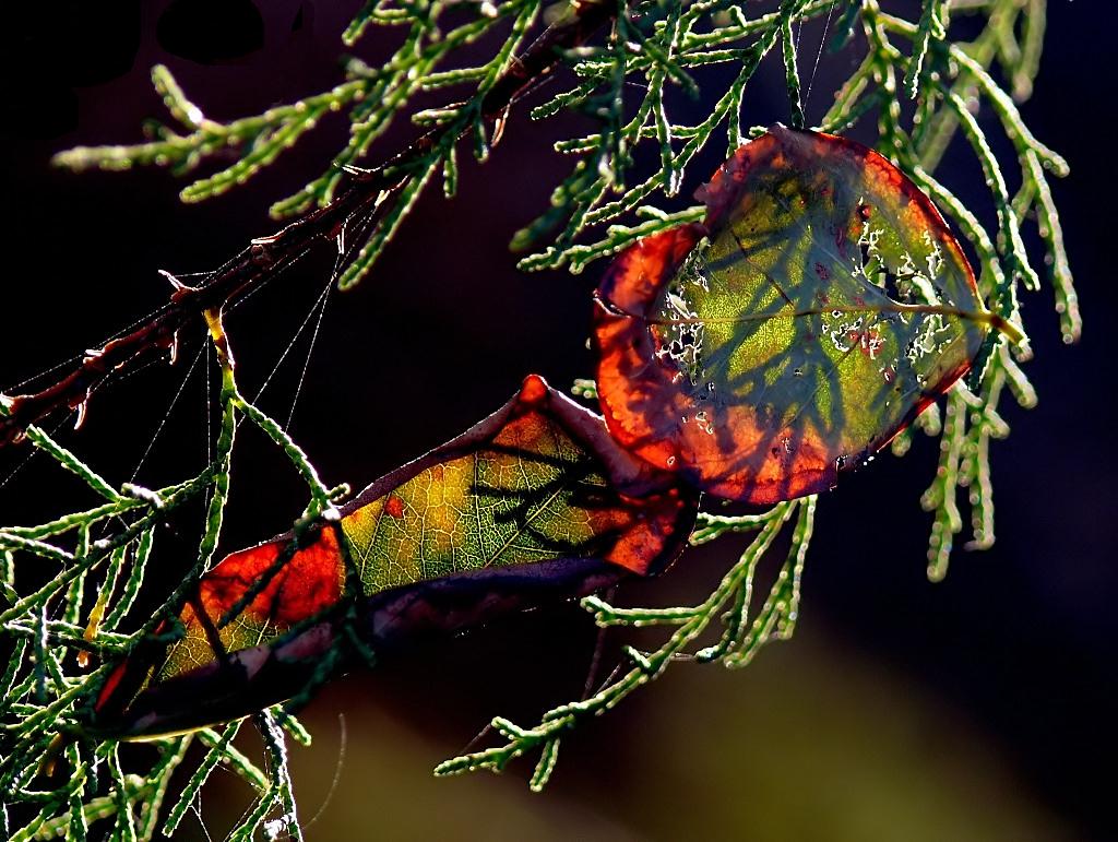 Gioco di colori!!!!!