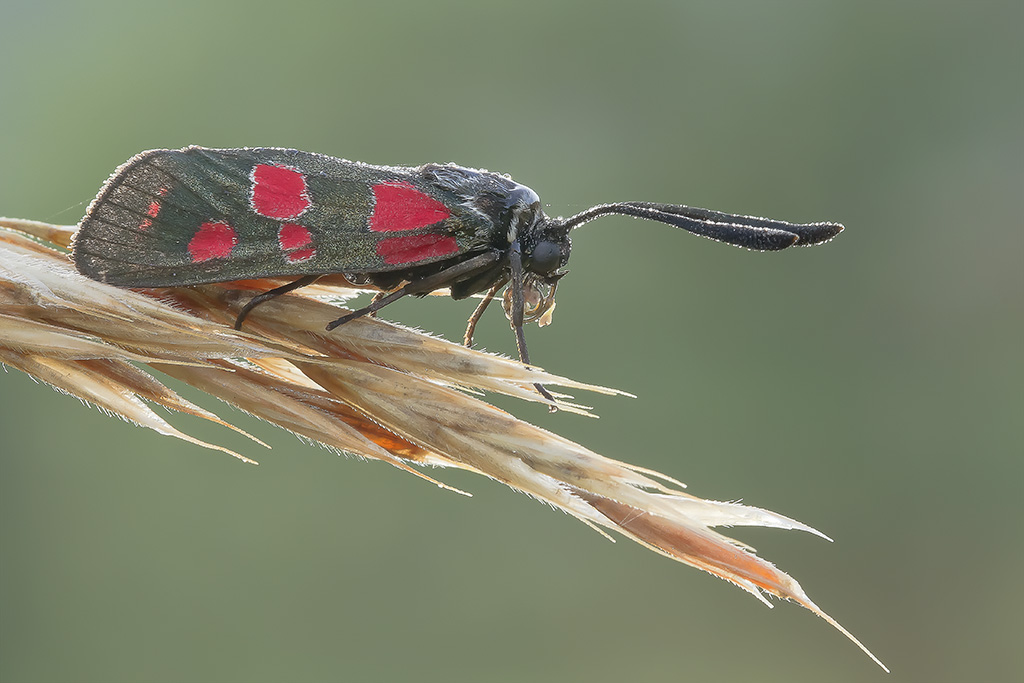 zigaene filipendulae
