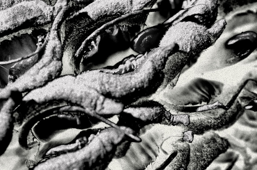 variazioni sopra la magnolia