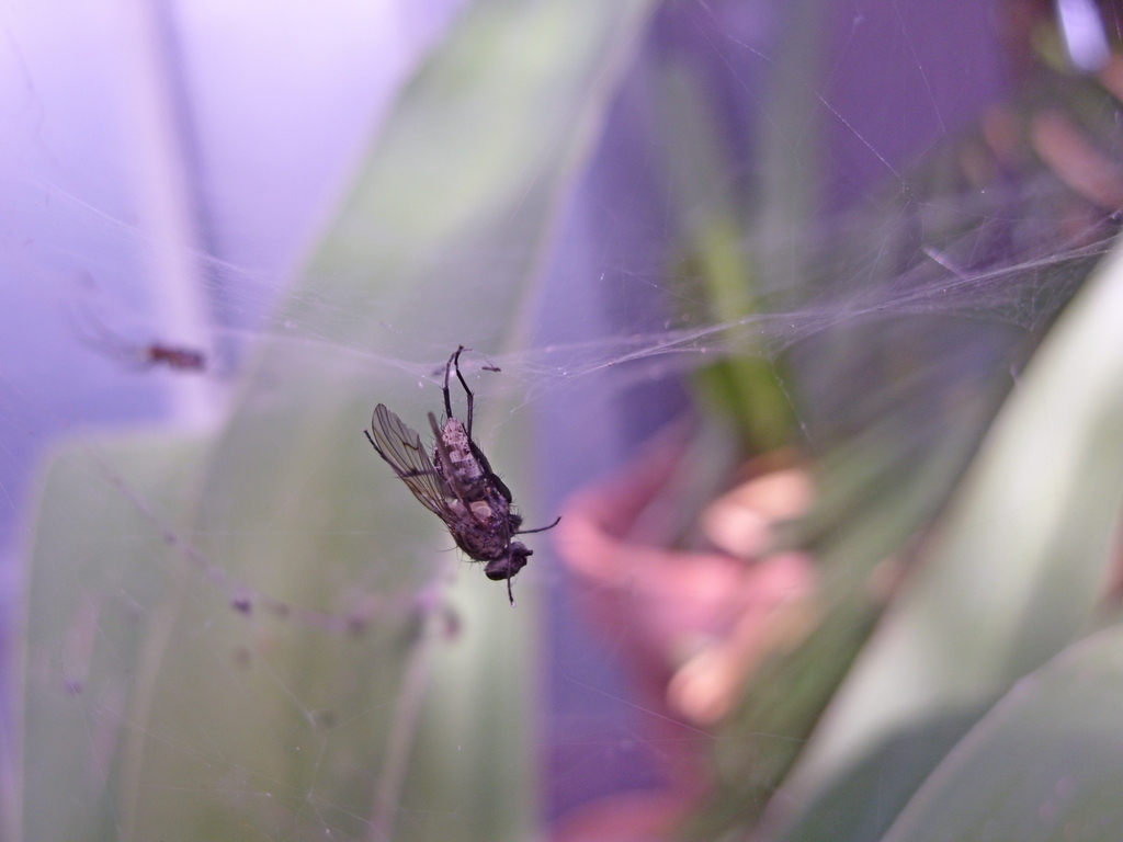 sospesa..attendendo un triste destino...