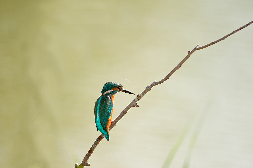 King Fisher