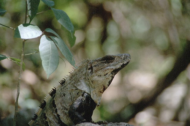IGUANA