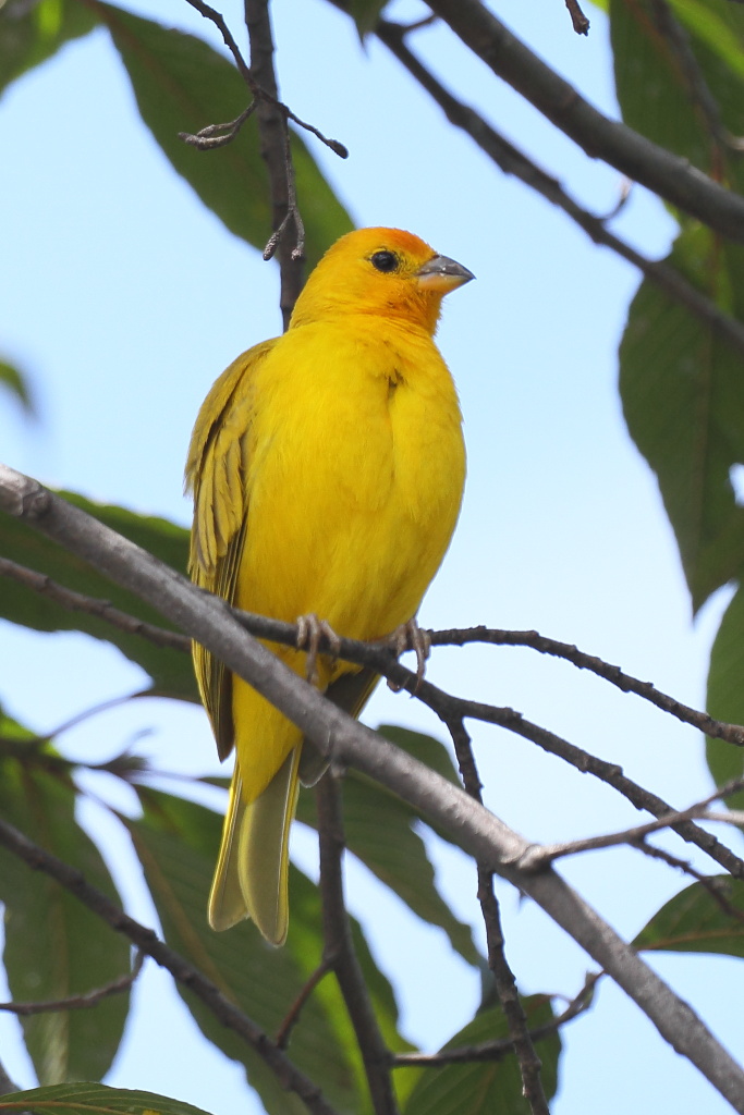 Fringuello zafferano (Sicalis flaveola)