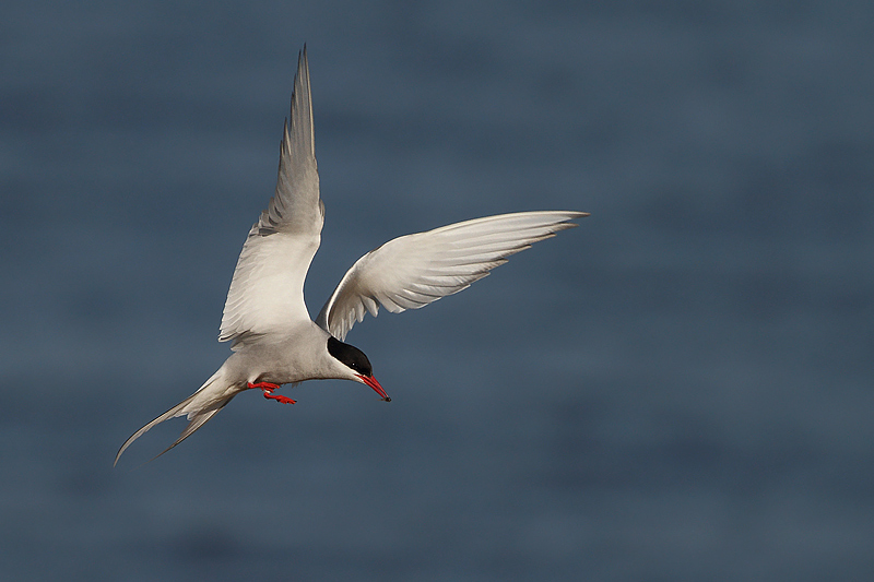 STERNA EUFORICA.......