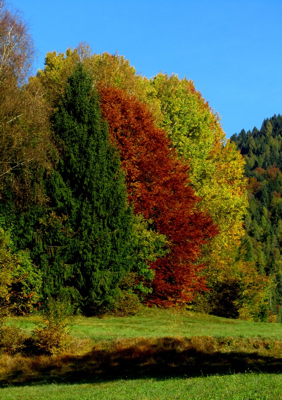 Sfumature d'autunno