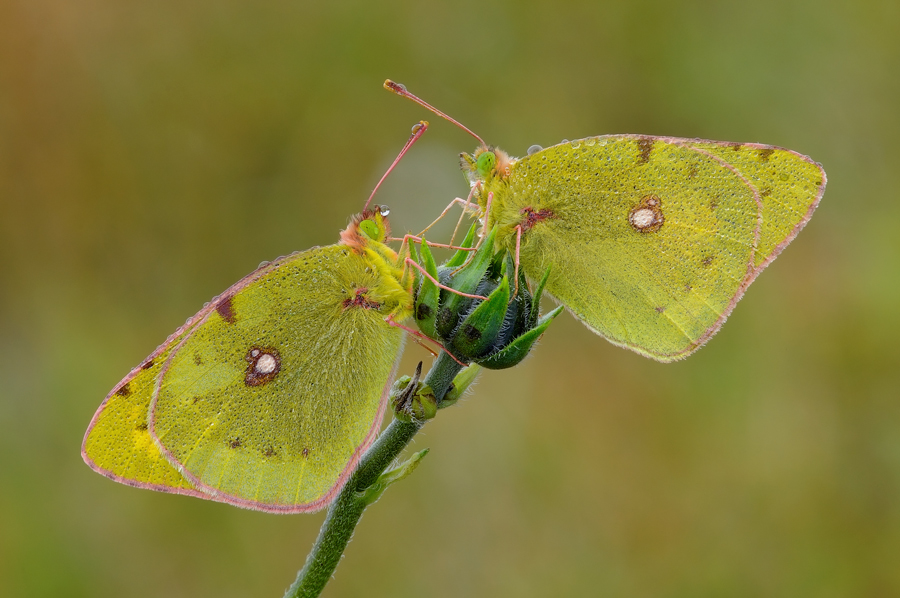 Colias croceus in : punto d'incontro