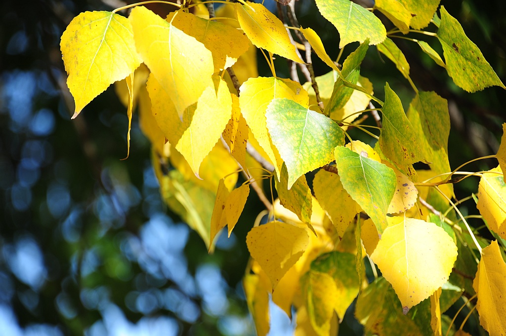 Colori dell'autunno 2