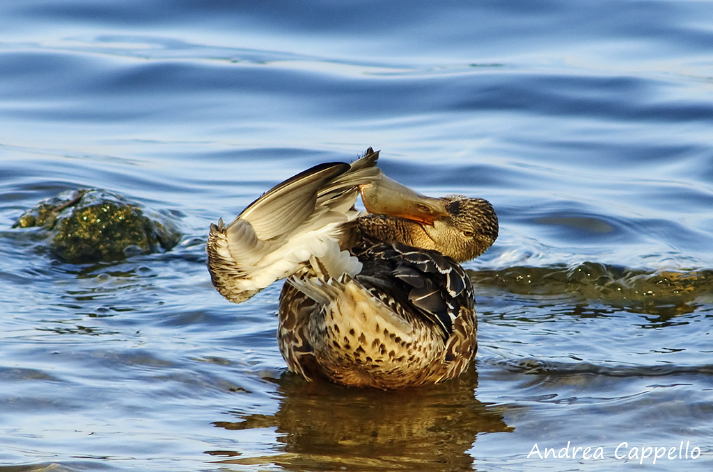 il saluto del mestolone