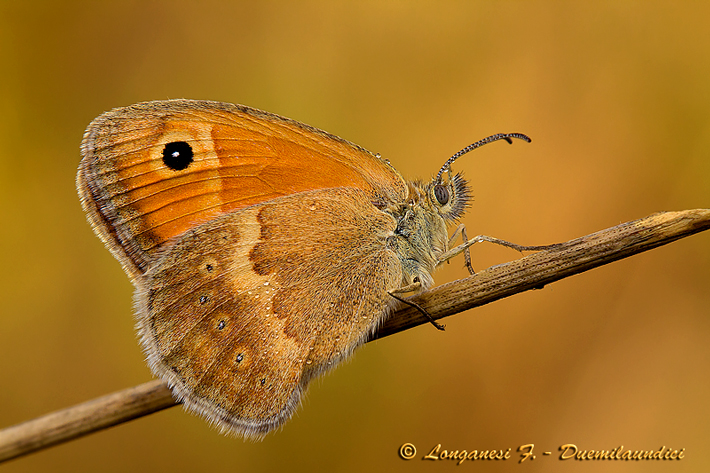 Coenonympha pamphilus