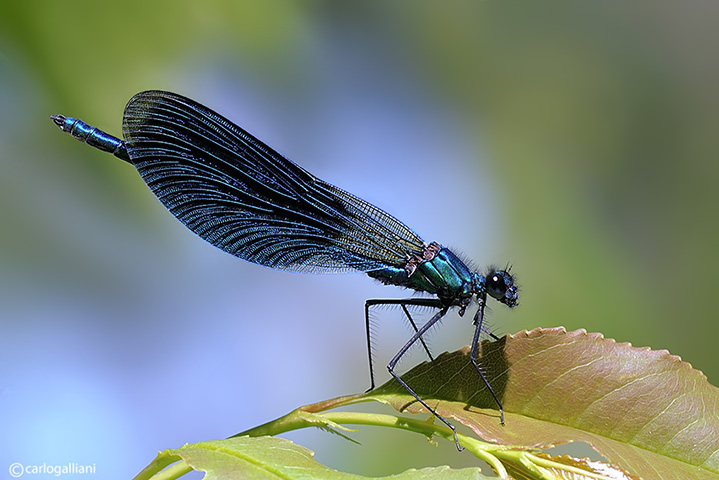 Un lungo anno di macro