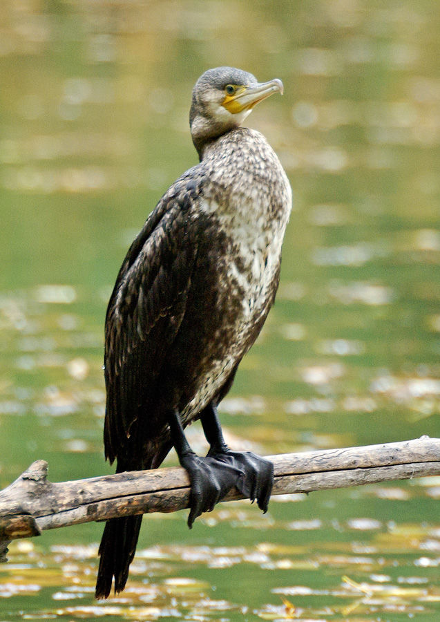 Cormorano