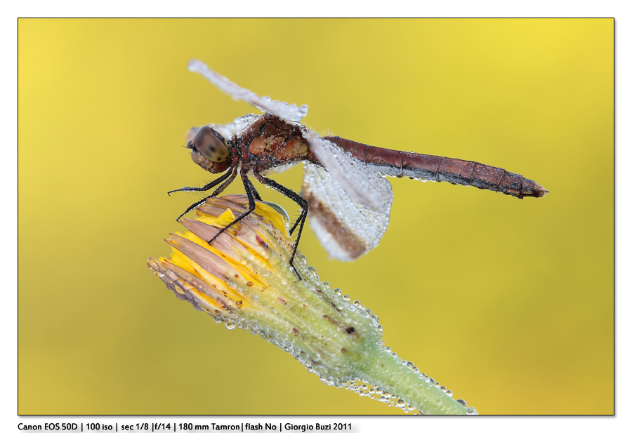 Sympetrum pedemontanum