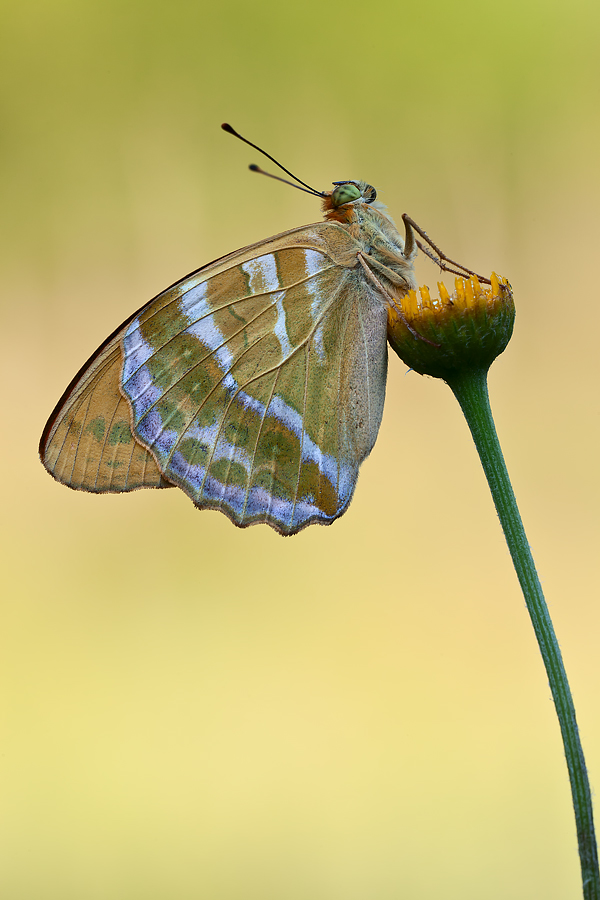 ...in tutta la sua fierezza...