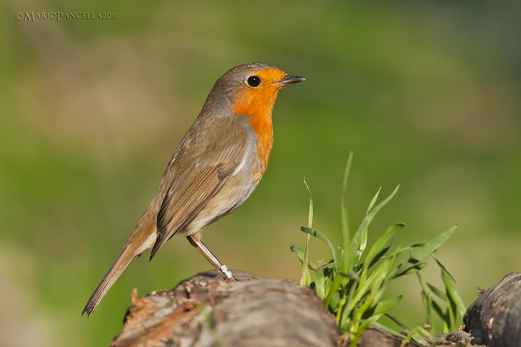 Pettirosso -Erithacus rubecula
