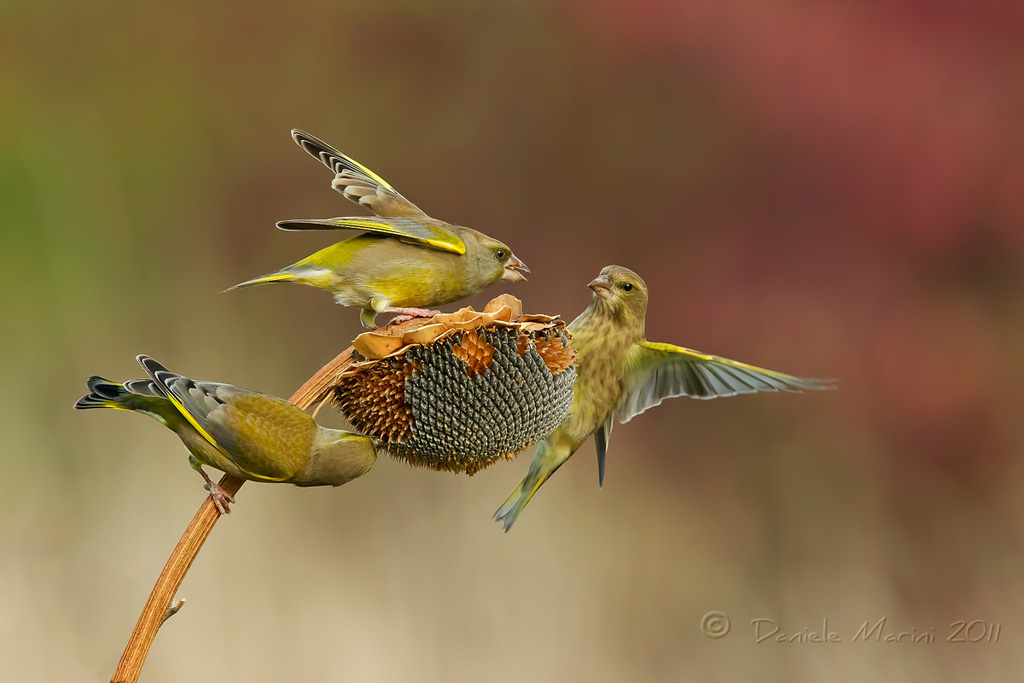 Tra i due litiganti....