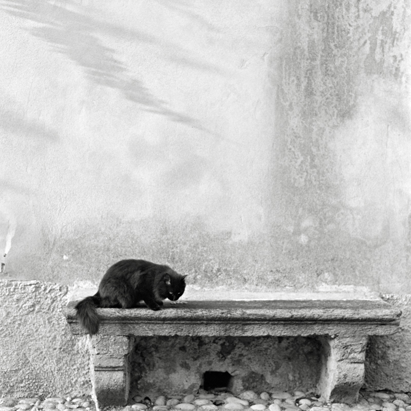 il caxxicanista che � in me
