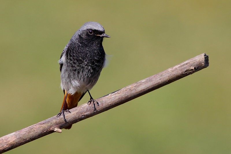 SPAZZACAMINO..........