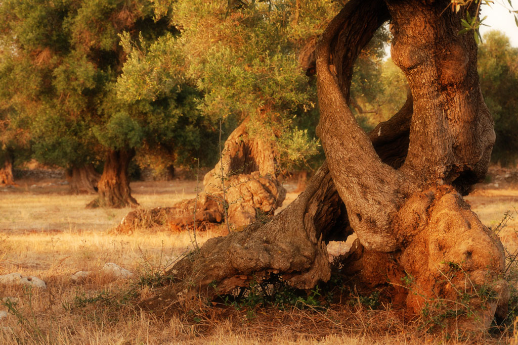 Il giardino degli ulivi