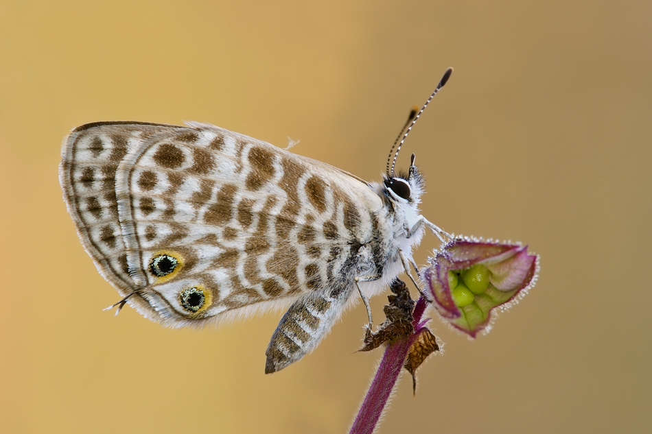 Syntarucus pirithous