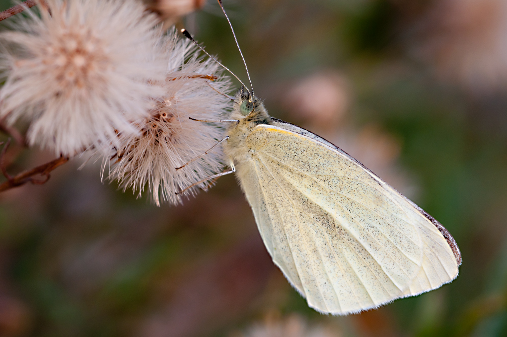 La mia prima farfalla