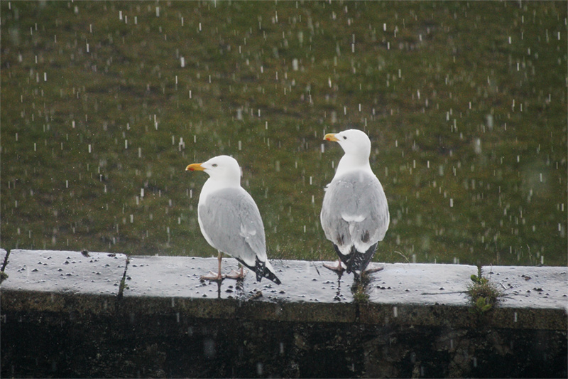 ma l'ombrello non lo hai portato?