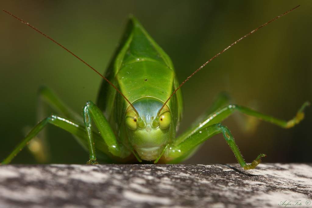 Cavalletta foglia  (Stilpnochlora couloniana)