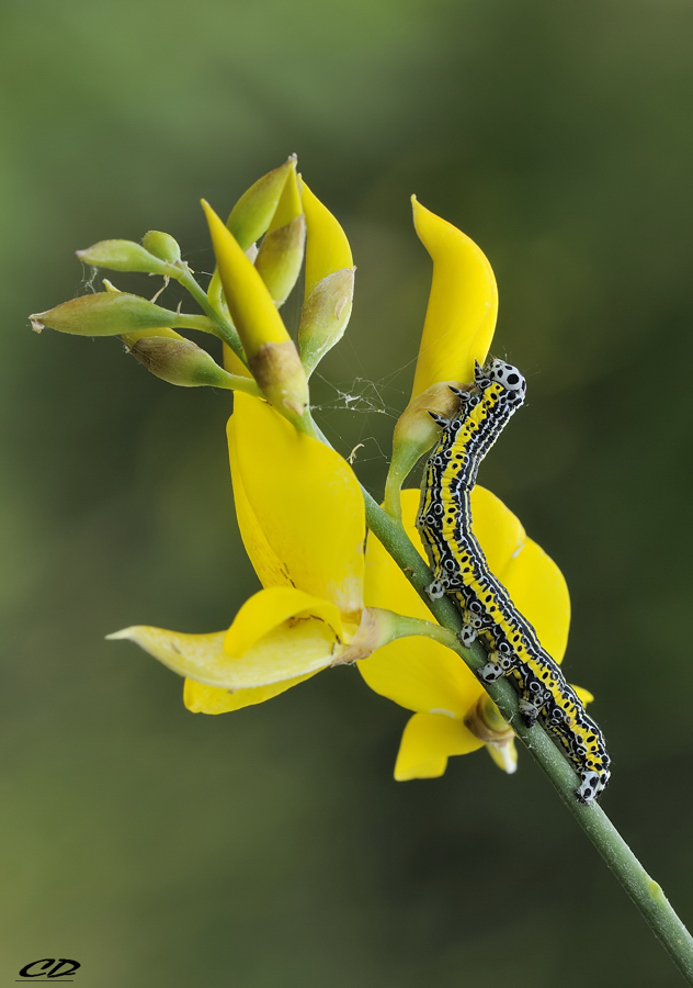 mimetismo perfetto..