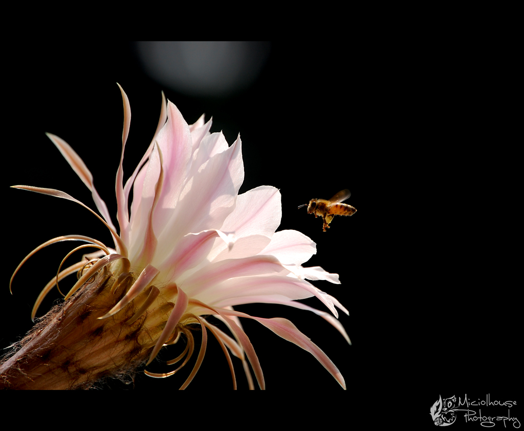 Everything is illuminated