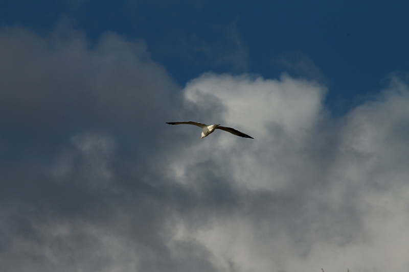 Libert� vo cercando...