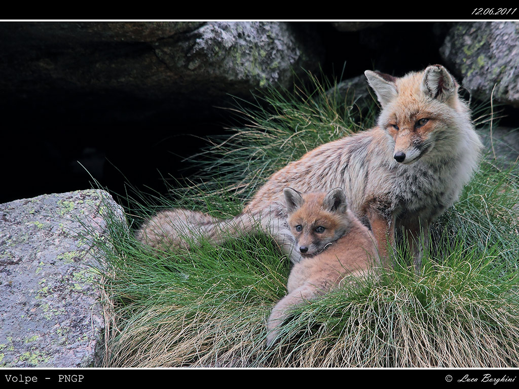 Volpe # 14