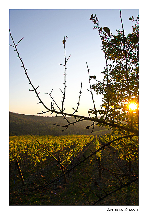 Vigneto chianti