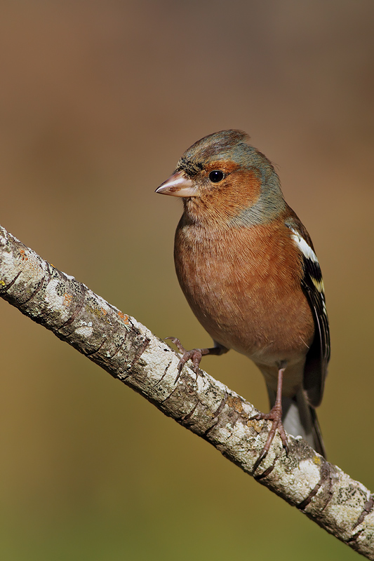 FRINGUELLO (IL PRIMO DELL'AUTUNNO........)