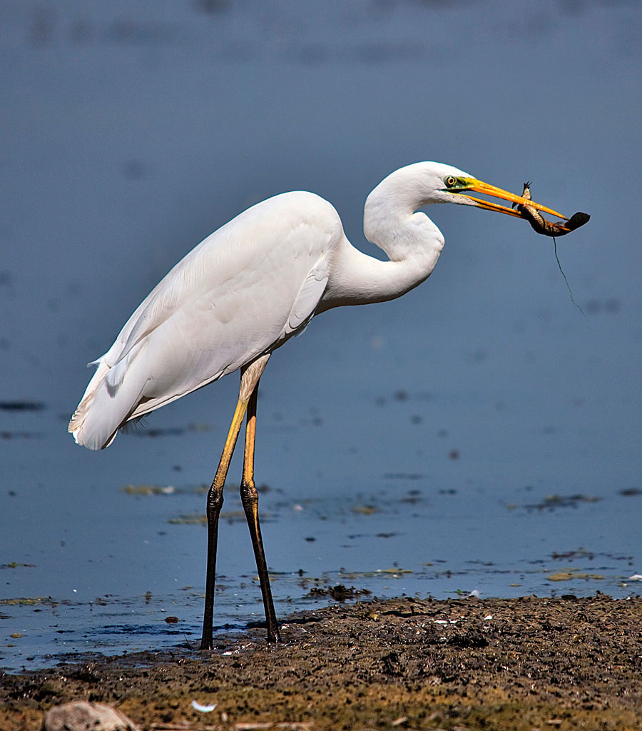 la pappa dell'airone bianco