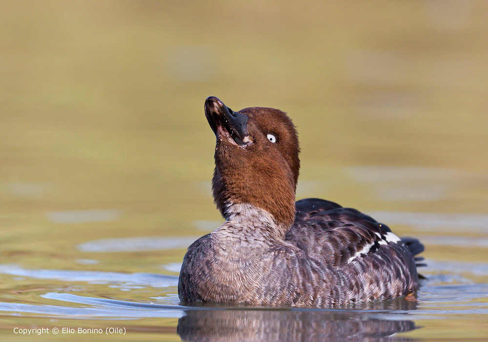 Quattrocchi femmina(Bucephala clangula) femmina