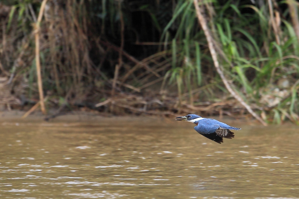 Martin pescatore dal collare (megaceryle torquata)