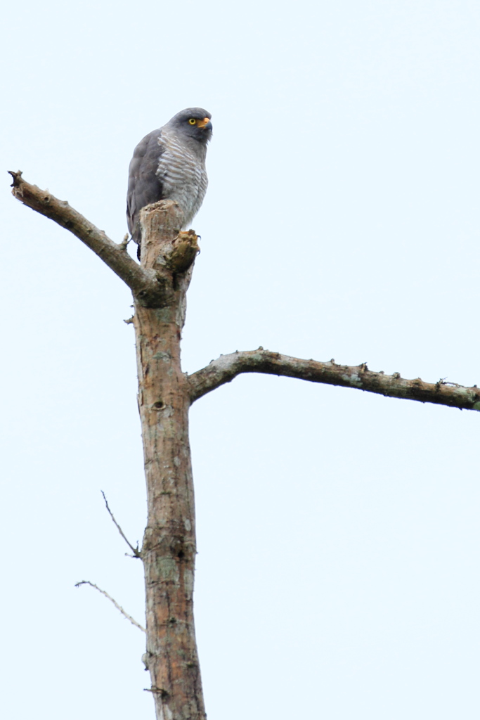 Poiana beccogrosso (Buteo magnirostris)