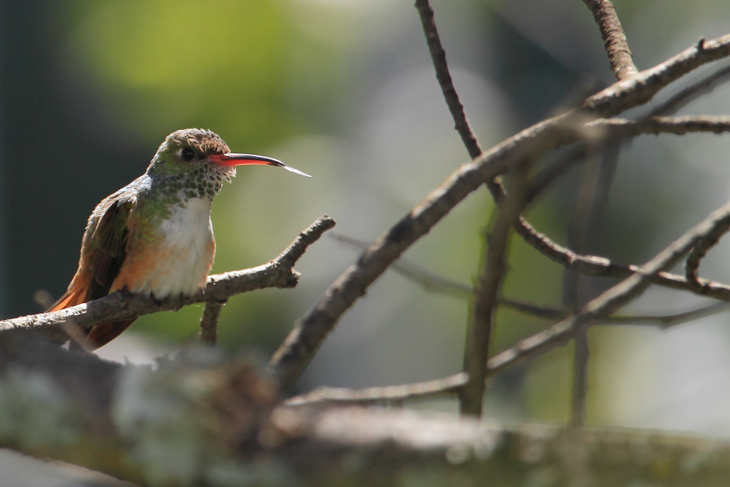 Colibr� di Amazilia (Amazilia amazilia)