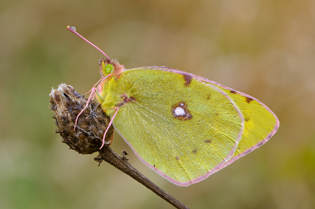 Colias...