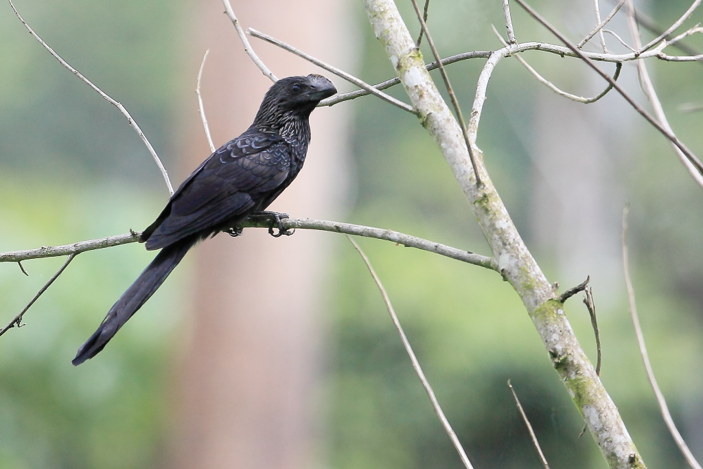 Ani beccoliscio (Crotophaga ani)